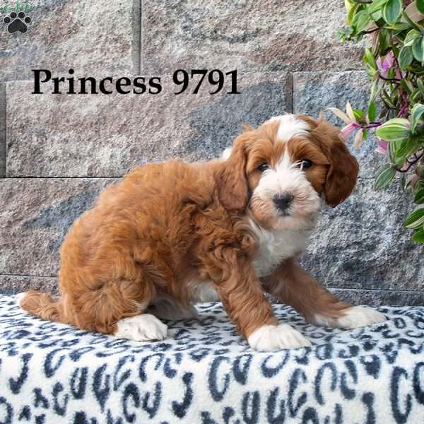 Princess, Mini Goldendoodle Puppy